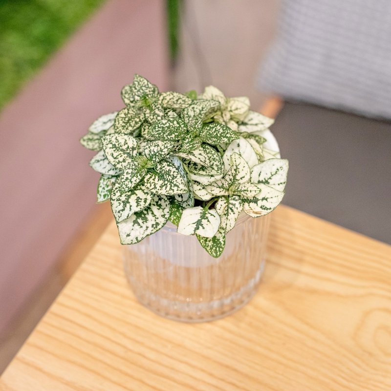 嫣白蔓 免澆水盆栽 室內植物 觀葉植物  禮物 辦公室小物 - 盆栽/植栽 - 植物．花 
