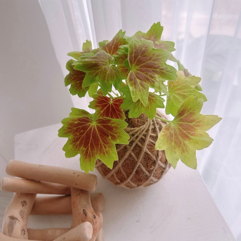 小苔球 楓葉天竺葵 植栽 - 植栽/盆栽 - 植物．花 