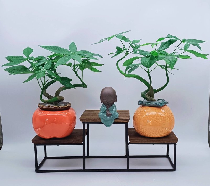 Good luck, good luck and fortune tree aquatic potted plant - Plants - Pottery 