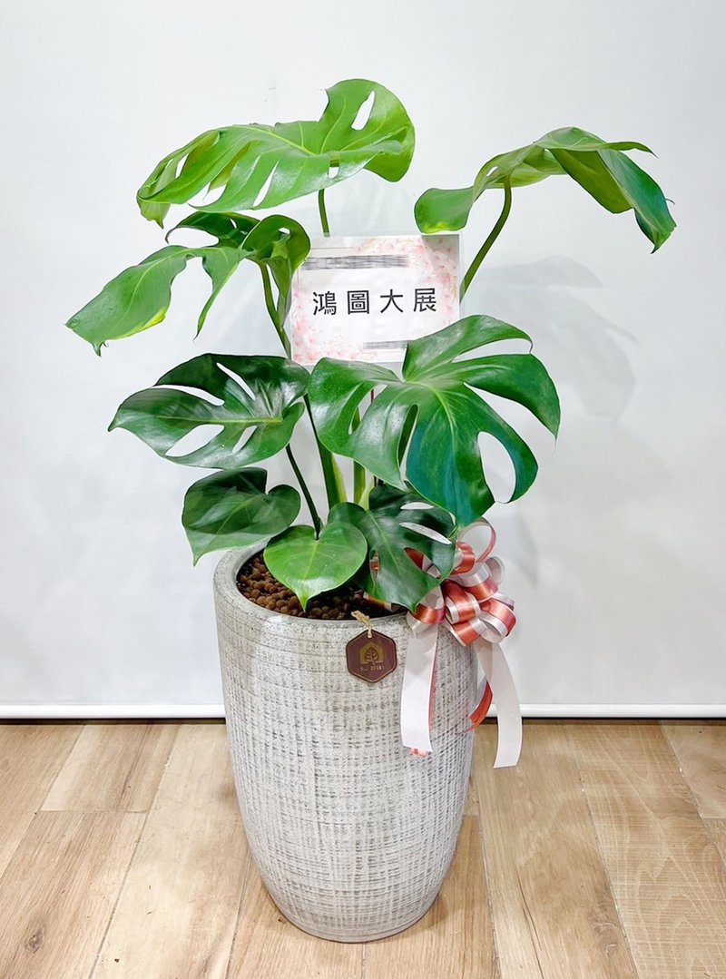 Popular turtle back taro floor planting | Potted plants for home and opening gifts [Limited free shipping in Hsinchu area] - Plants - Plants & Flowers Green