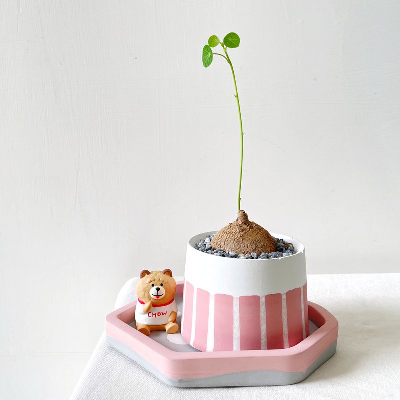 Yuanye Mountain Turtle • Pink line Cement potted plant can be customized with English letters - Plants - Cement Pink