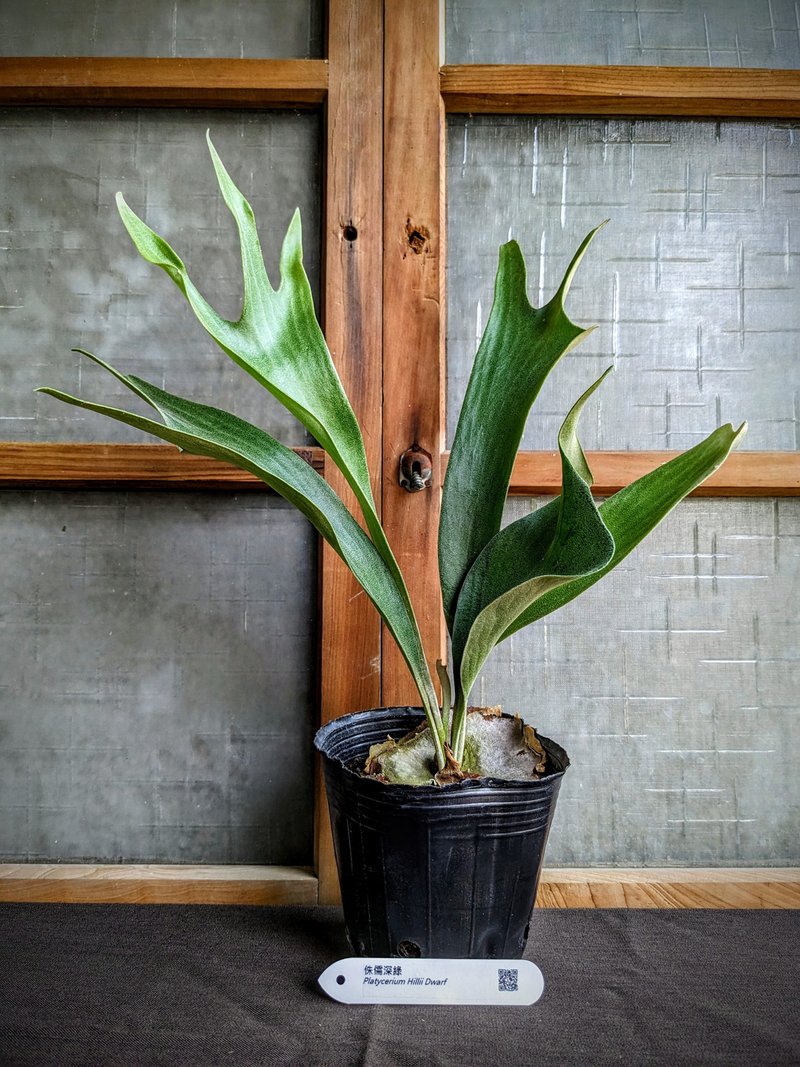 侏儒深綠鹿角蕨Platycerium Hillii Dwarf - 盆栽/植栽 - 植物．花 綠色