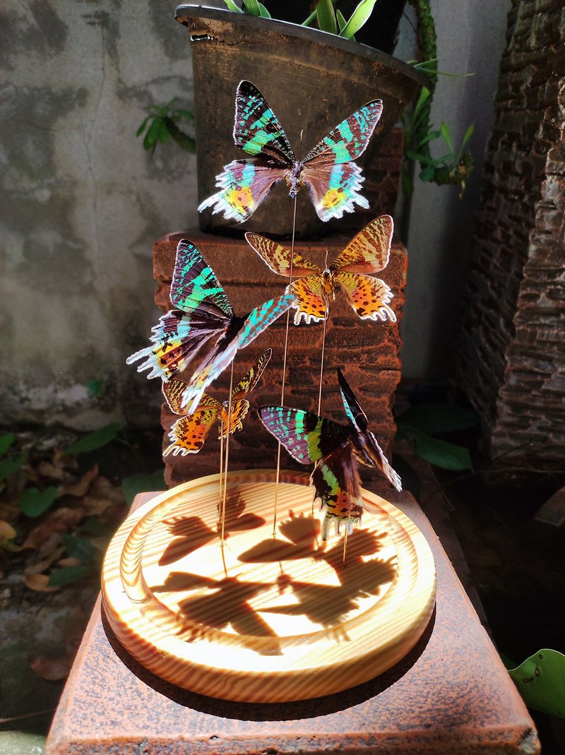 ガラスドームの蝶 本物の蝶 マダガスカル 蛾 - 置物 - 木製 
