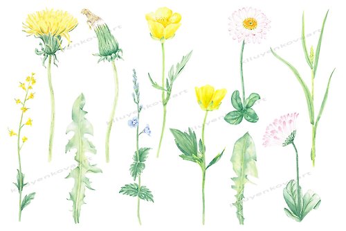 KliuyenkovaArt Watercolor Clipart Flowers Illustration for Art Design PNG JPG