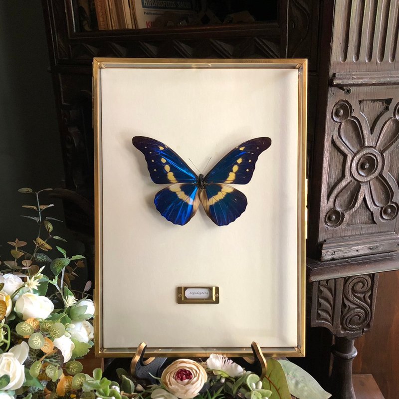 The most beautiful butterfly in the world | Goddess of Light_Butterfly specimen - Picture Frames - Glass Multicolor