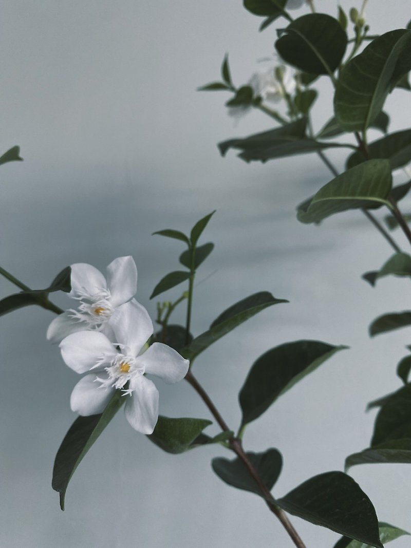 White Silk Plum - ตกแต่งต้นไม้ - พืช/ดอกไม้ 