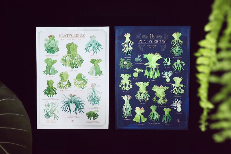 鹿角蕨插畫圖鑑-A2尺寸布海報 - 掛牆畫/海報 - 其他人造纖維 綠色