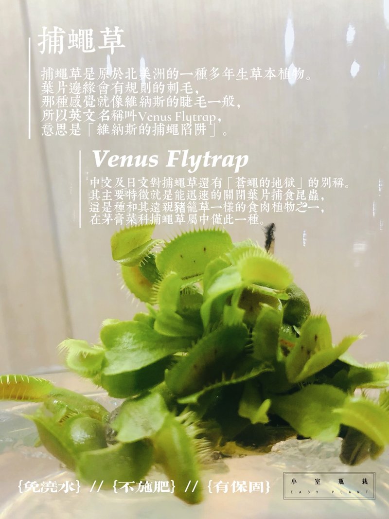 食蟲植物 【捕蠅草】 不用澆水的懶人盆栽 熱門銷售療癒植物 - 植栽/盆栽 - 玻璃 透明