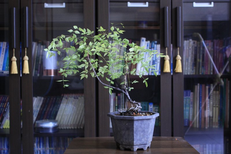 台灣南天竹 l  小品苔盆 室內植栽 禮物 長輩送禮 - 盆栽/植栽 - 植物．花 