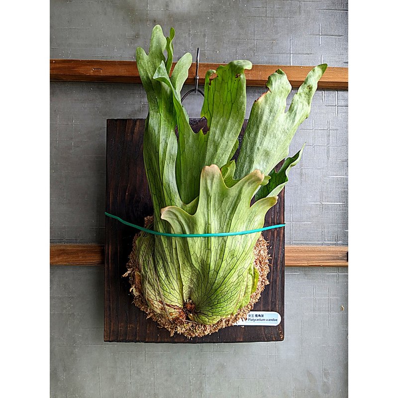 Queen's Staghorn Fern Platycerium wandae - ตกแต่งต้นไม้ - พืช/ดอกไม้ สีเขียว