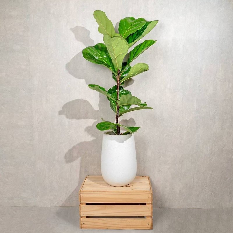 Ficus fiddleleaf white water Stone plant opening flower pot foliage plant home decoration cleverly painted net plant museum - Plants - Plants & Flowers 