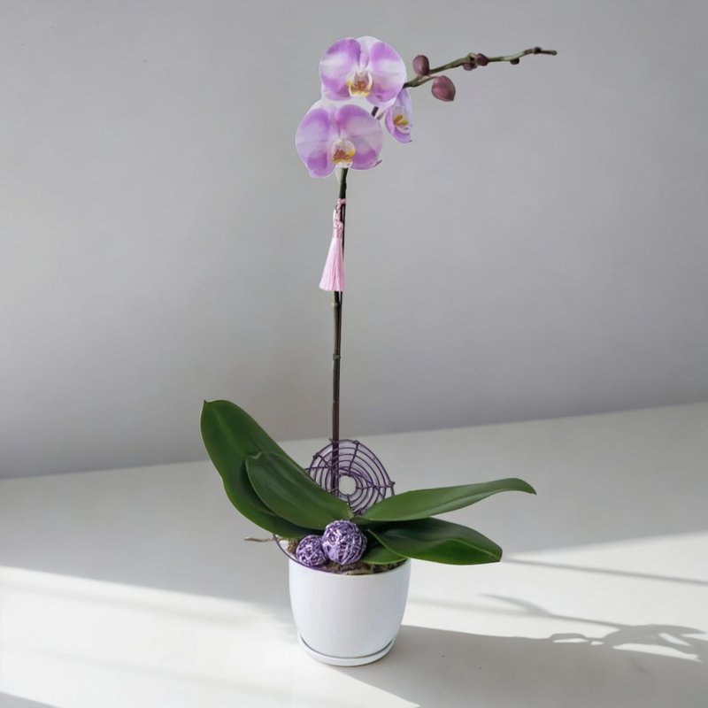 Japanese Style Moth / Phalaenopsis Orchids (1 Flower) GF00144 - Plants - Plants & Flowers 