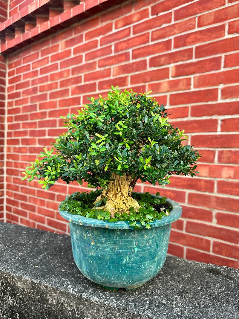 Give gifts when you move into a house and get promoted【Bird Boxwood・ヒメツゲ】 - Plants - Plants & Flowers 