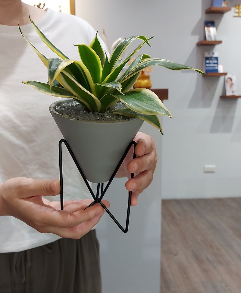 Art Space ŸǘÝï Elevated Triangular Conical Pot Plant Potted Plant Home Decoration Beauty Pot - Plants - Plants & Flowers Multicolor