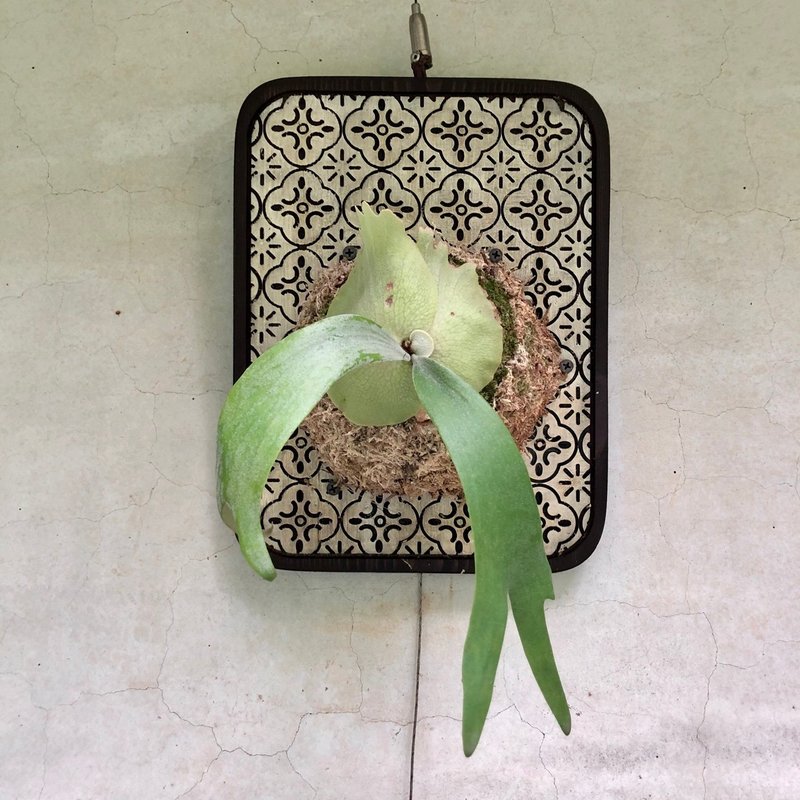 鹿角蕨/上板鹿角蕨/植栽佈置/送禮祝賀/海棠花黑框板/掛牆植栽 - 盆栽/植栽 - 植物．花 綠色
