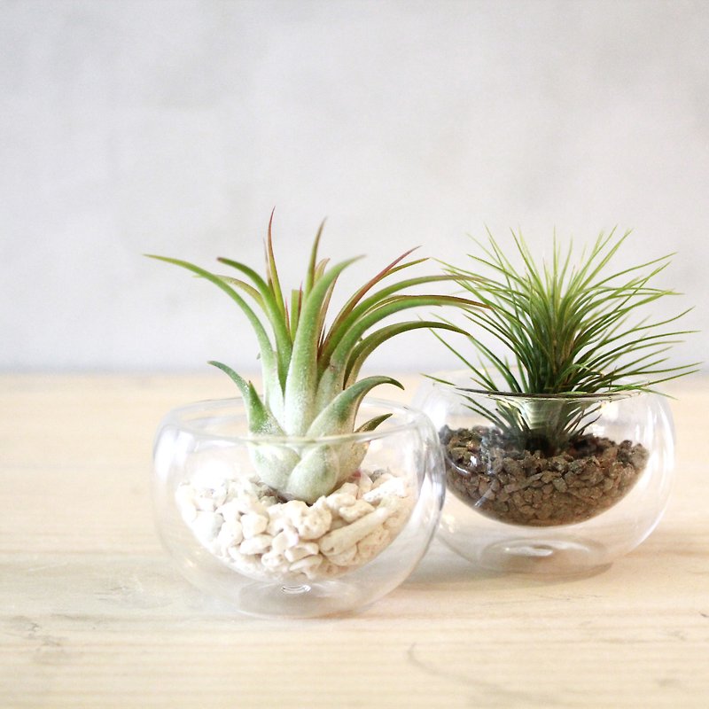 空氣鳳梨玻璃小植栽２入組/擺飾/植物