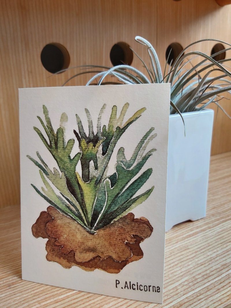 [Bucket Staghorn Fern P.alcicorne] Postcard - Cards & Postcards - Paper 