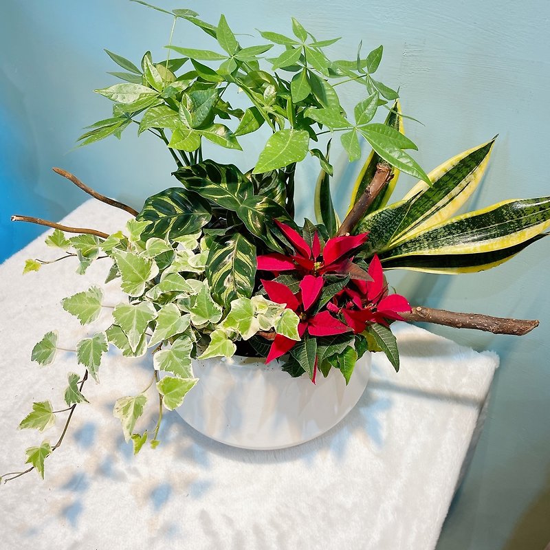 鉢植えのクリスマスレッドフォーチュンツリーを組み合わせたデスクトップのオープニングセレモニー - 観葉植物 - 寄せ植え・花 グリーン