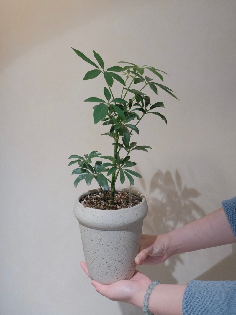 鵝掌藤 - 植栽/盆栽 - 植物．花 