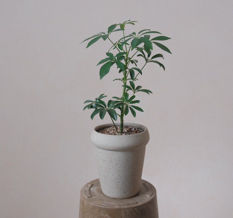 鵝掌藤 - 盆栽/植栽 - 植物．花 