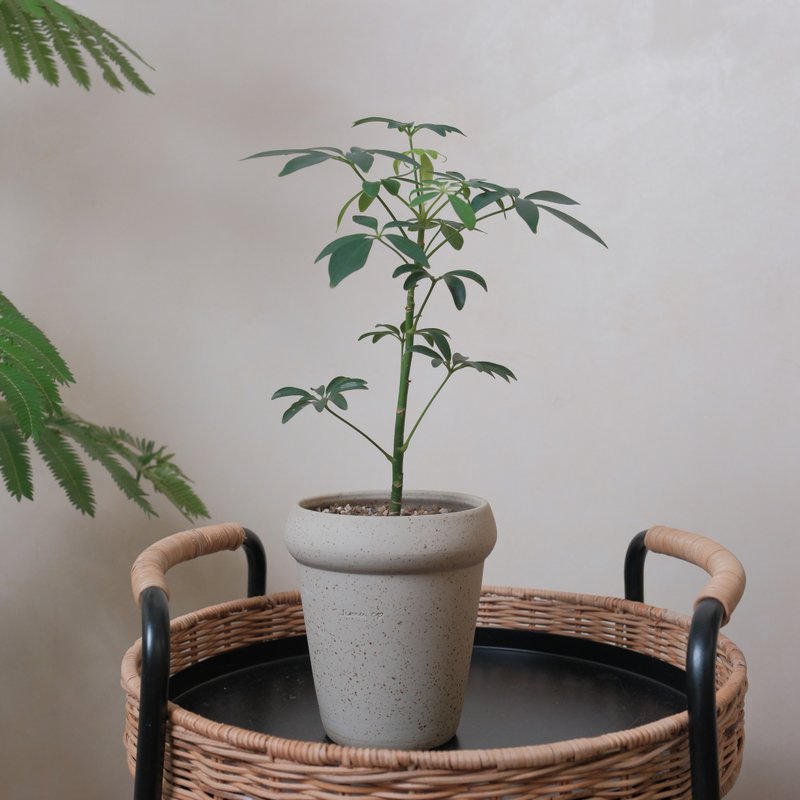鵝掌藤 - 盆栽/植栽 - 植物．花 