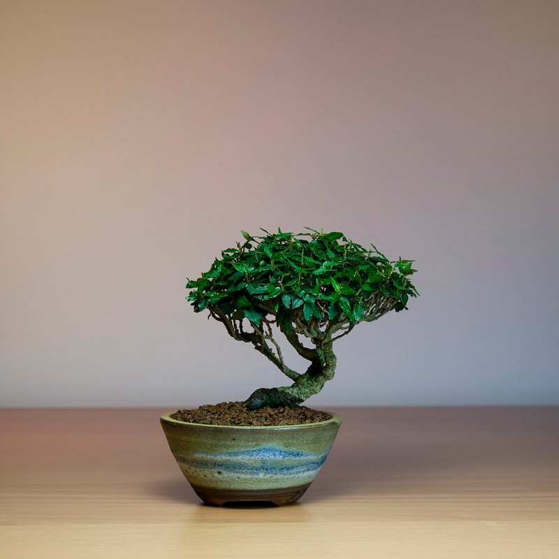 小品盆景/縮緬葛チリメンカズラ - 盆栽/植栽 - 植物．花 