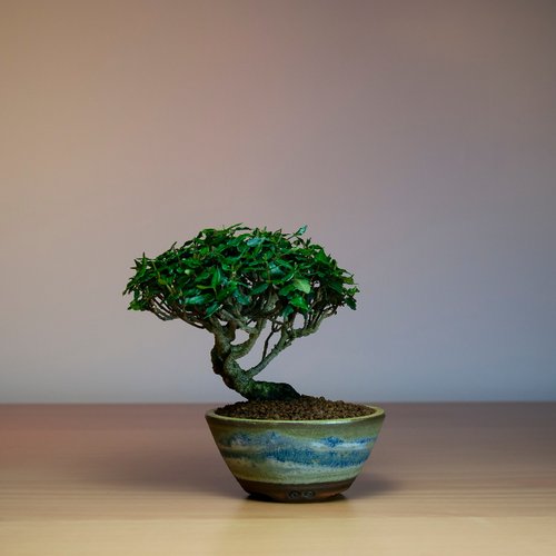 縮緬葛　盆栽　小品盆栽 小品盆栽・縮緬葛・チリメンカズラ浮生園｜盆栽/植栽人氣榜- Pinkoi