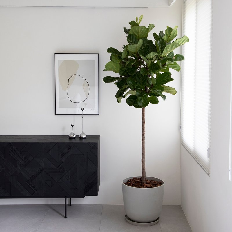 [Indoor Potted Plants] Fiddle Leaf Ficus Potted Plants Opening Potted Plants Potted Plants Gifts Indoor Plants Promotion Gifts - Plants - Plants & Flowers Green