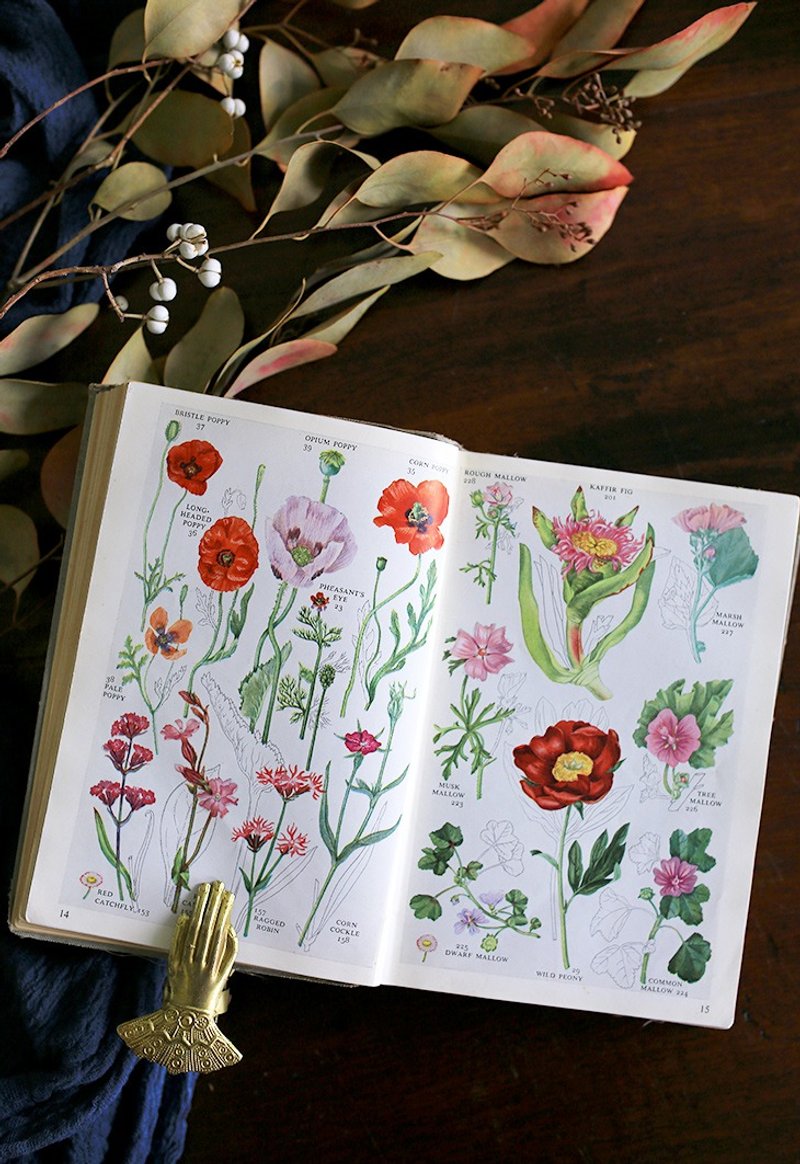 1956s // 英國 WILD FLOWERS 花卉復古老書 // No.1 - 刊物/書籍 - 紙 綠色