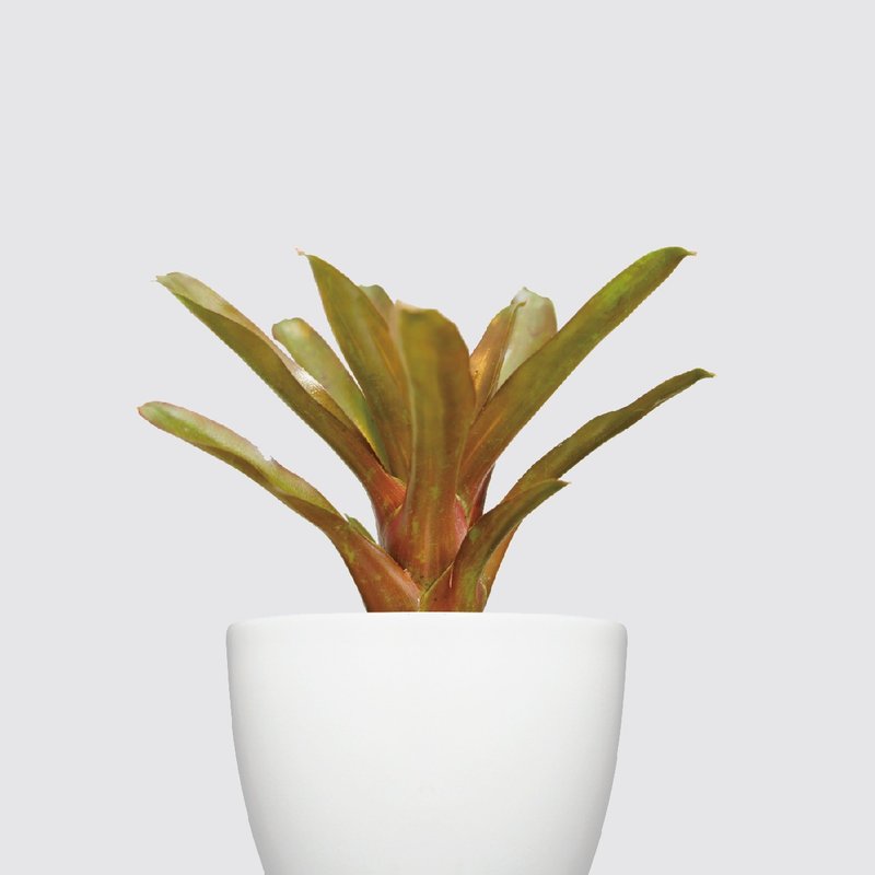 │ Xili Series│ Sekisui Pineapple-Hydroponic Potted Plants Automatic Water Replenishment Feng Shui Lucky - Plants - Plants & Flowers White