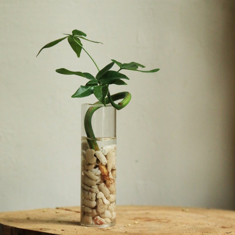 水耕植物——馬拉巴栗 試管玻璃器 室內觀葉 水耕 植物 - 盆栽/植栽 - 植物．花 