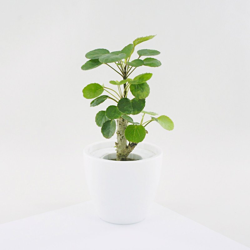 / Hydroponic potted plants / Round leaf Fu Lutong - ตกแต่งต้นไม้ - พืช/ดอกไม้ 
