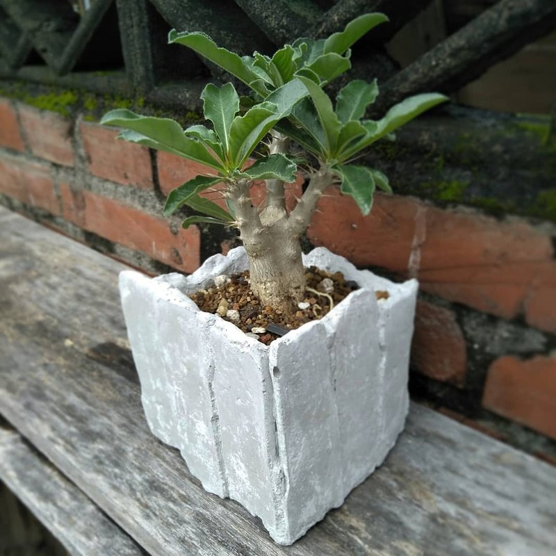 水泥盆-圍牆 - 盆栽/植栽 - 水泥 灰色