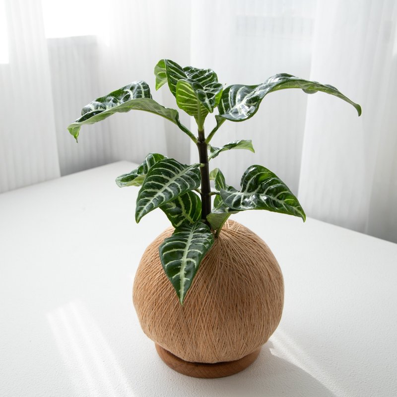 單藥花 手作植栽苔球 - 盆栽/植栽 - 植物．花 