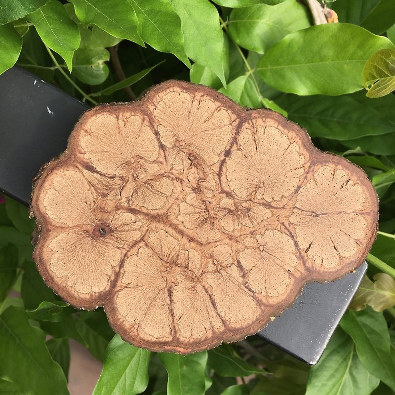 Chrysanthemum Wood Coaster 【S/D】 - ที่รองแก้ว - ไม้ 