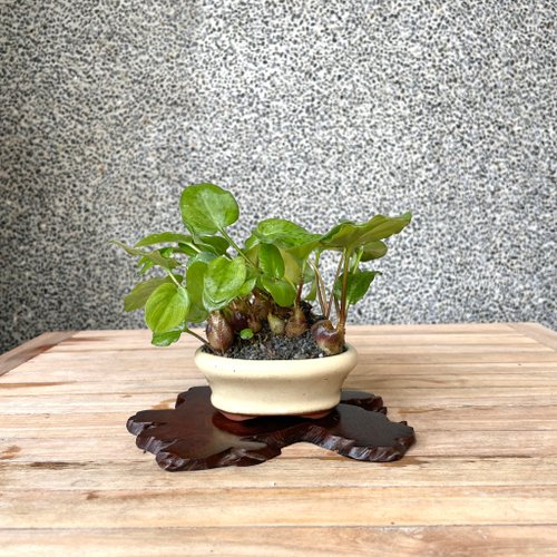 野趣小品盆栽 Rustic Charm Bonsai 小品盆栽-出藝斑葉油點百合 盆景 送禮
