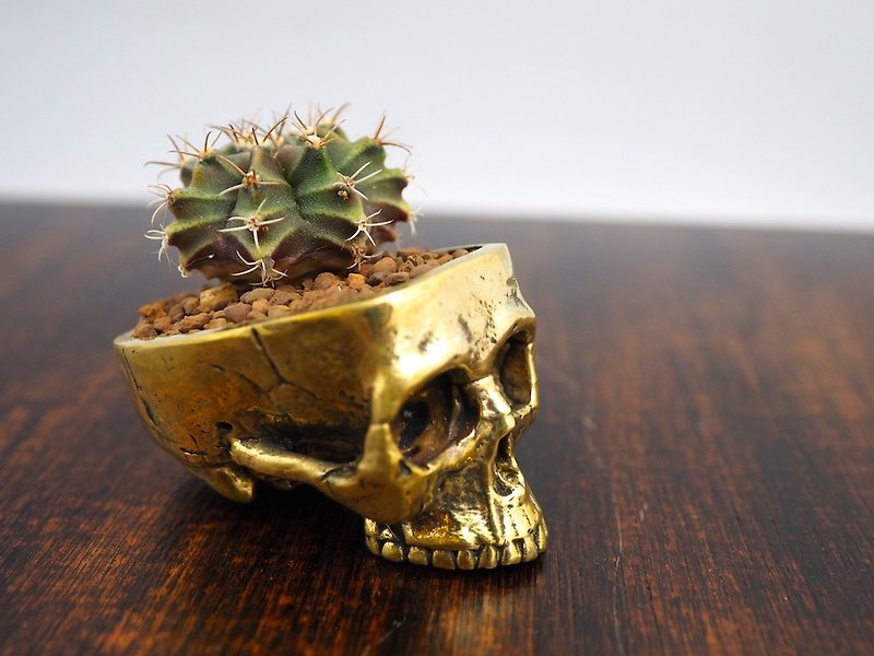 Skull pots cactus small potted plants in brass gold color  - ตกแต่งต้นไม้ - โลหะ สีทอง