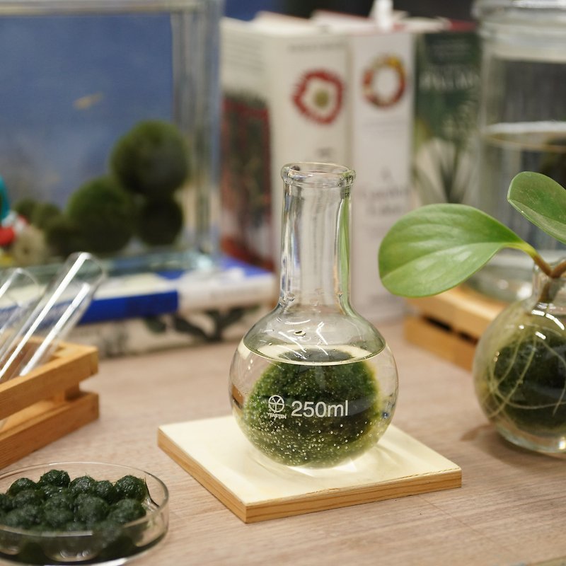 フラスコ/250mlギフトのミディアムグリーンマン - 観葉植物 - ガラス グリーン