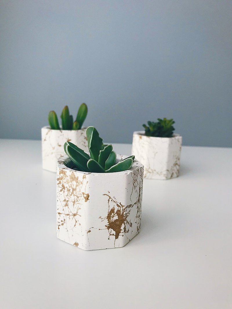 Golden thread succulent Cement pot. Cactus Cement pot. Air pineapple pot - Plants - Cotton & Hemp Gray