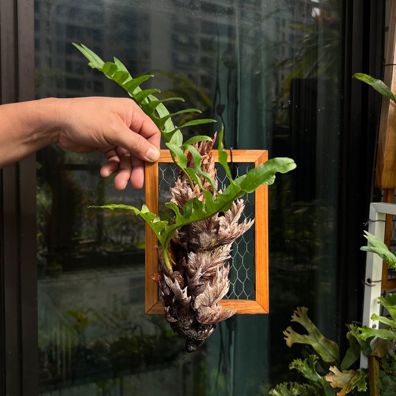 槲蕨∣金屬網木框 上板蕨類 - 植栽/盆栽 - 陶 