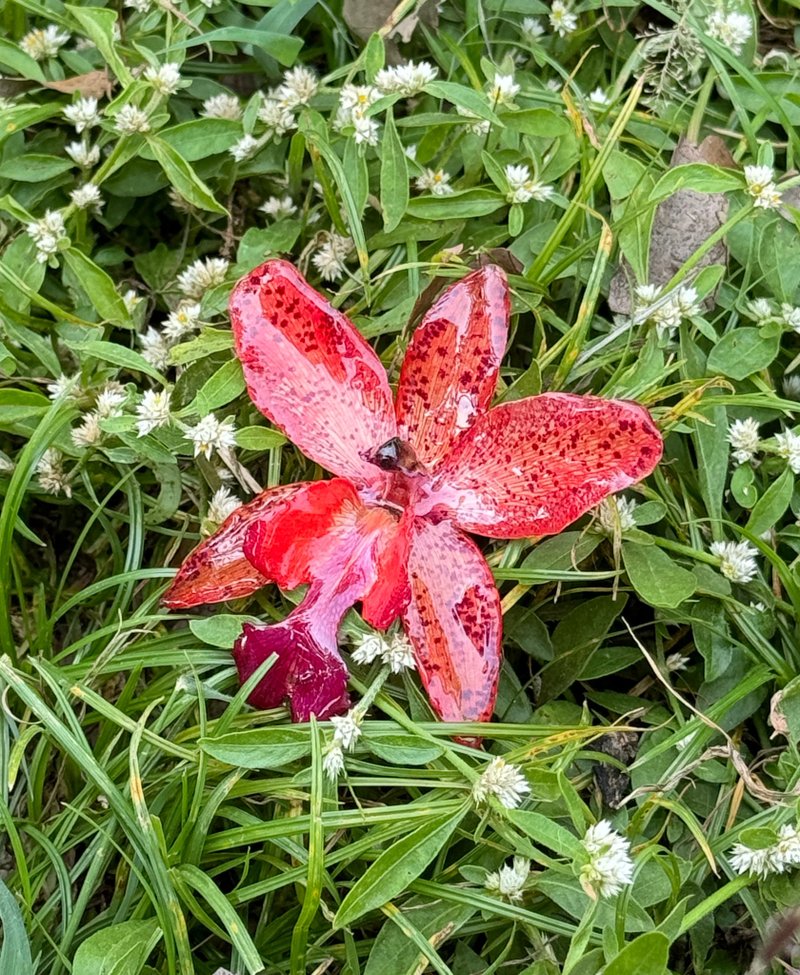 嘉德麗亞蘭花胸針 斑紋版/真花飾品/蘭花飾品 - 胸針 - 植物．花 