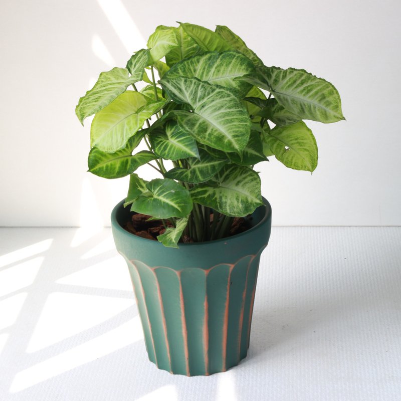 植栽 盆栽 l 綠精靈合果芋(大盆) 羅馬浮雕盆 室內植物 開幕盆栽 - 盆栽/植栽 - 陶 