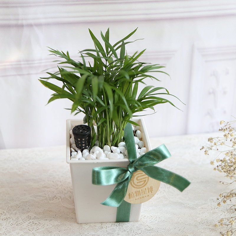 Wuyinスタイルの鉢植え* PD89 /ポケットココナッツ/白い長方形のポット/結婚式の小物/ギフトの交換/開会式 - 観葉植物 - 寄せ植え・花 