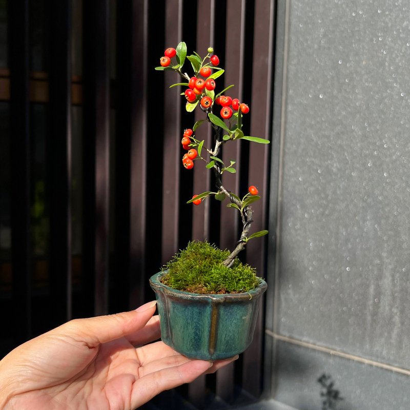 Red Fruit Zhuangyuanhong|Mini Fruit Potted Plant is in fruition - Plants - Pottery 