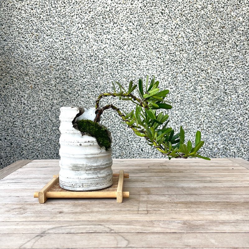 Small bonsai - crystal diamond podocarpus bonsai gift - ตกแต่งต้นไม้ - พืช/ดอกไม้ 