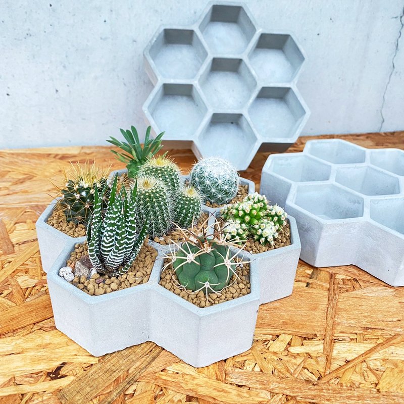 【荳荳多肉】【泥作蜂巢DIY植栽組合】喬遷│送禮│多肉植物 - 盆栽/植栽 - 水泥 