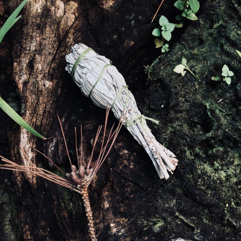 白色鼠尾草_火把 - 香氛/精油/擴香 - 植物．花 咖啡色