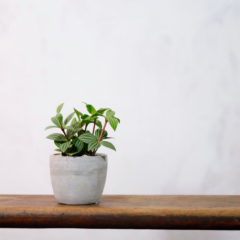 【室内鉢植え】ホワイトペッパーグラス 鉢植え 観葉植物 ギフト用鉢植え - 観葉植物 - 寄せ植え・花 グリーン