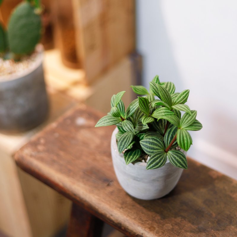 [Indoor potted plants] White-veined peppergrass potted foliage plants potted plants for gift giving - ตกแต่งต้นไม้ - พืช/ดอกไม้ สีเขียว