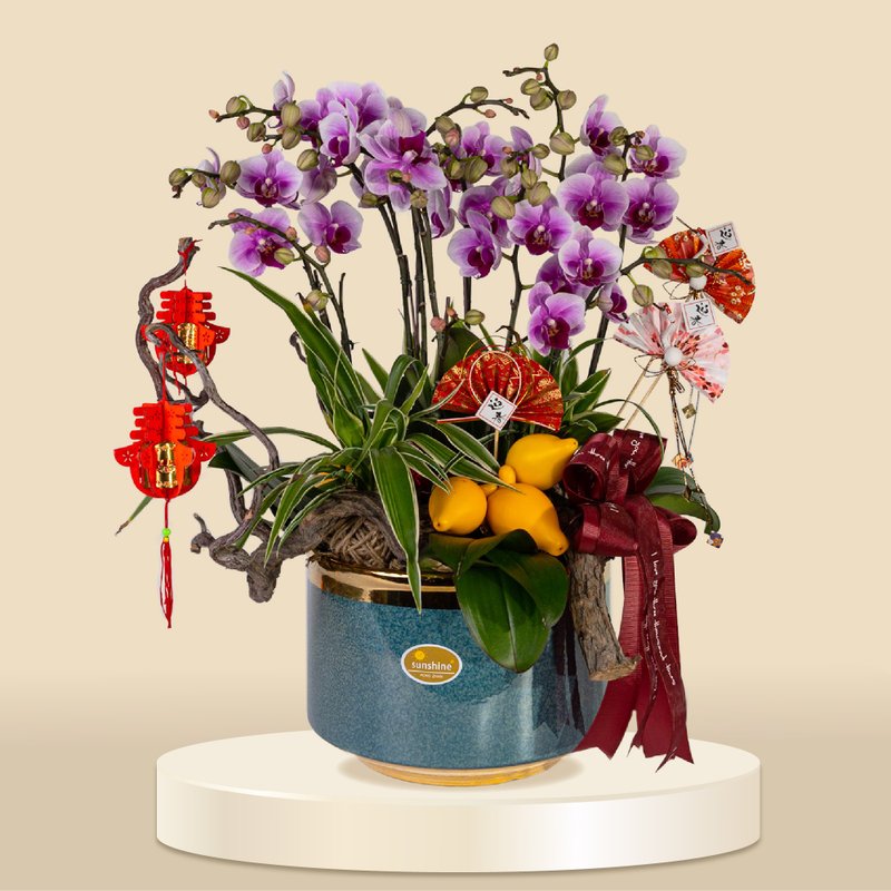 小品蝴蝶蘭寶貝12棵 (1162) 蘭花 新春蘭花 年花 自家蘭花園種植 - 盆栽/植栽 - 植物．花 